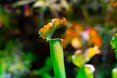 Close-up of flower blooming outdoors