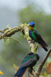 Hummingbirds perching on branch