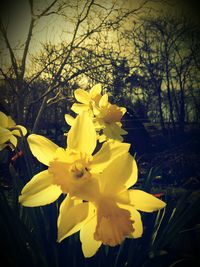 Close-up of yellow flower
