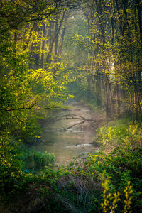 Trees in forest