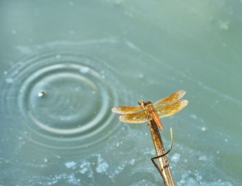 Close-up of insect on water