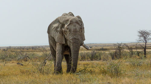 African elephant on field at etosha national park