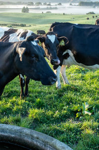 Cows on field