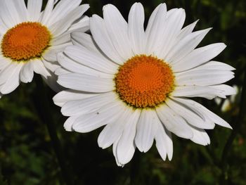 Close-up of a daisy flower