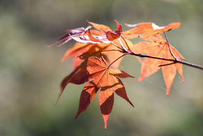 Close-up of maple leaves on branch