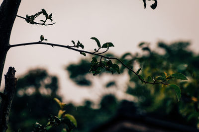 Close-up of fresh plant against sky