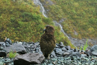 Bird perching on rock