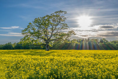 Magnificent oak