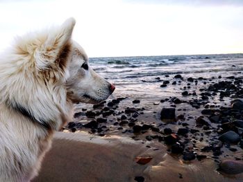 Close-up of dog on beach against sky