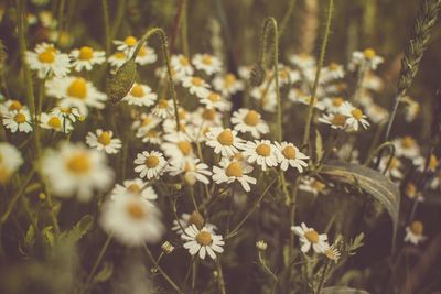 Close-up of flowers blooming on field