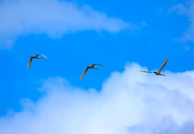 Low angle view of birds flying against blue sky