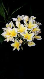 Close-up of yellow flowers against black background