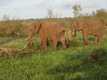 Elephant in a field