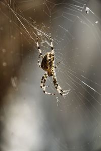 Close-up of spider on web