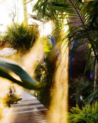Close-up of palm trees by lake