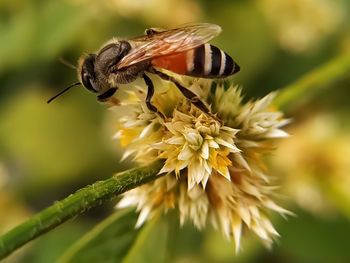 Close-up of bee pollinating on flower