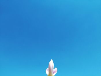 Close-up of hand holding flower against clear blue sky