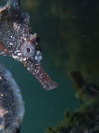 Close-up of fish swimming in sea