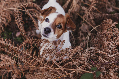 Close-up portrait of a dog looking away