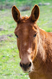 Close-up portrait of a horse