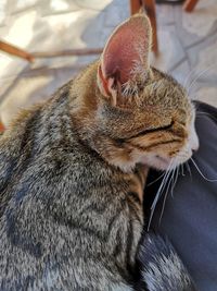 Close-up of a cat sleeping