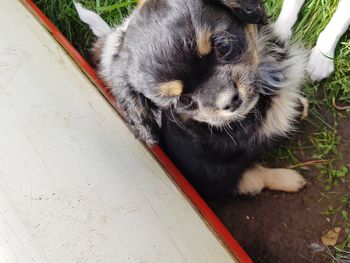 High angle view of puppy sitting outdoors