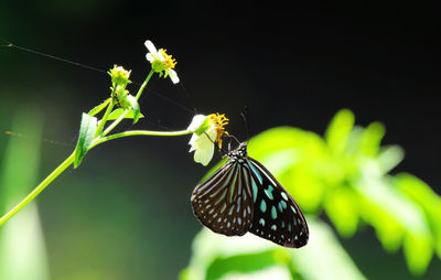 Close-up of butterfly on plant