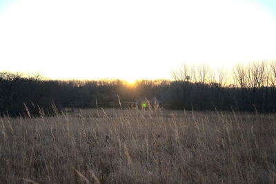 Scenic view of field against clear sky