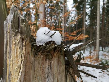Bird on wooden post in snow