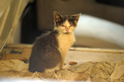 Close-up of kitten sitting at home