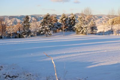 Trees on snow covered landscape against sky