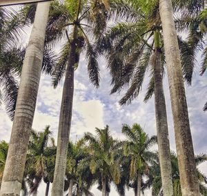 Low angle view of palm trees