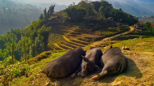 View of sheep on field