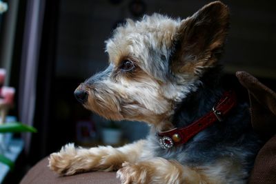 Profile view of poodle looking outside window