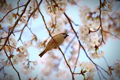Low angle view of bird perching on cherry blossom