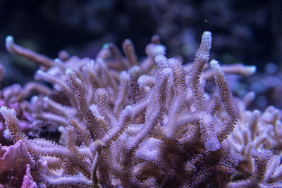 Close-up of coral in sea