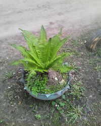 Close-up of green plant