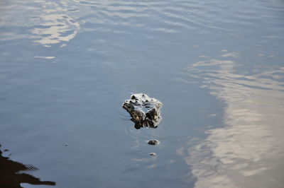 High angle view of crocodile swimming in lake