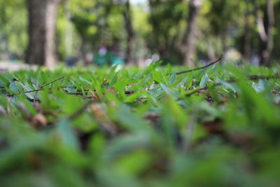 Close-up of plants growing on field