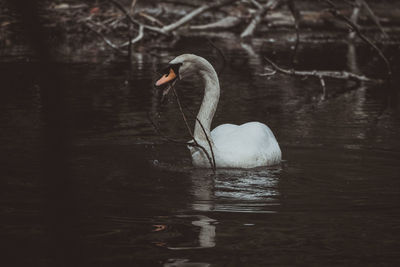 Swan swimming in a lake