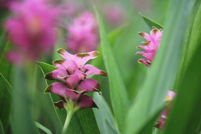 Close-up of pink flowering plant