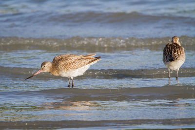 Birds on beach