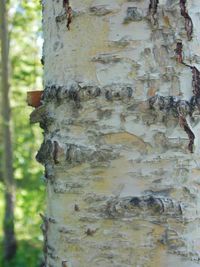 Close-up of tree trunk