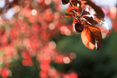 Close-up of orange leaves hanging on tree