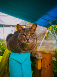 Portrait of cat on wood