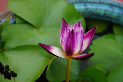 Close-up of lotus water lily in pond