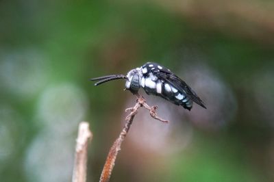 Close-up of insect on leaf