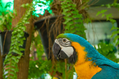 Close-up of a parrot