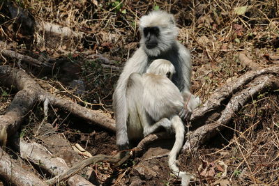 Monkey sitting on field