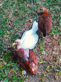 High angle view of duck on field